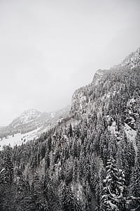 snow covered mountains and pine trees thumbnail