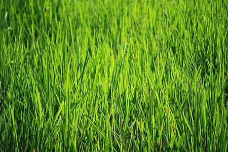 Bakground Green, Green thumbnail