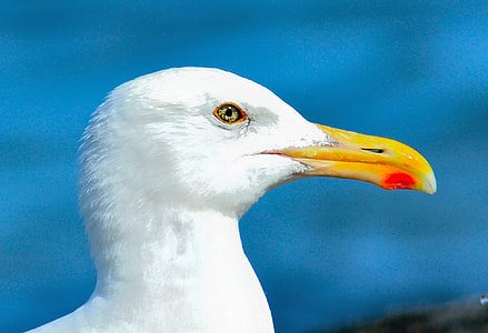 photo of white bird thumbnail