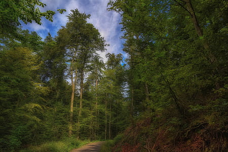 dirt road between green trees under white and blue sky at daytime thumbnail