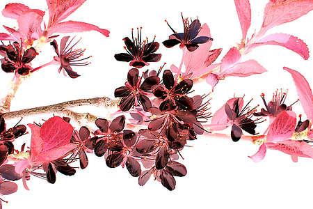 shallow focus of pink flowers thumbnail