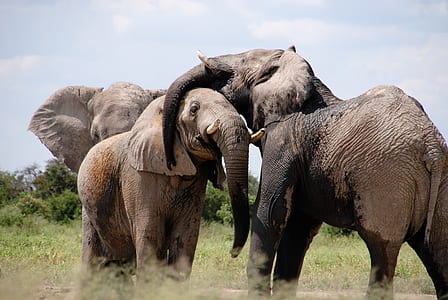 three brown elephants thumbnail