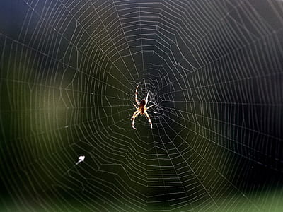 brown spider on web thumbnail