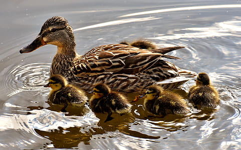 brown mallard ducks with ducklings on calm water at daytime thumbnail