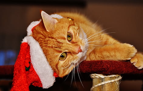orange tabby cat laying on red wooden surface thumbnail