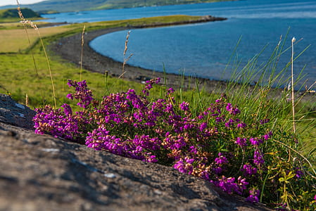 purple flowers thumbnail