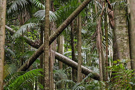 green leafed trees thumbnail