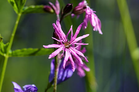 selective focus photography of purple petaled flower thumbnail