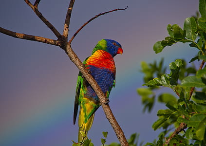 yellow, red, and blue bird on branch thumbnail