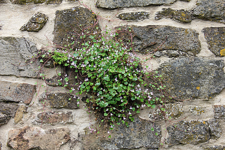 green leafed plant on wall thumbnail