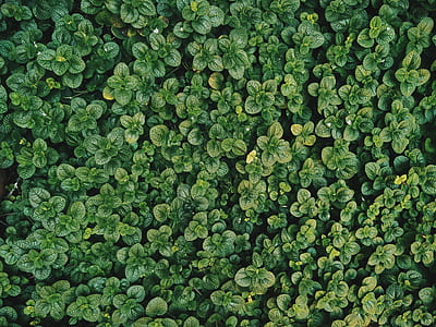 green plants thumbnail