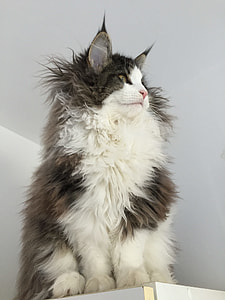 long-fur gray and white cats sitting on wooden surface close-up photo thumbnail