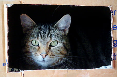 brown Tabby cat in box thumbnail