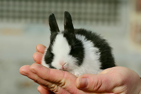 person holding white and black rodent thumbnail
