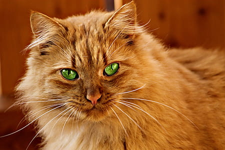 brown cat with green eyes thumbnail