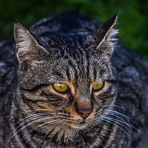 brown tabby cat in focus photography thumbnail