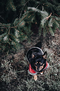 Small dog with warm jacket thumbnail