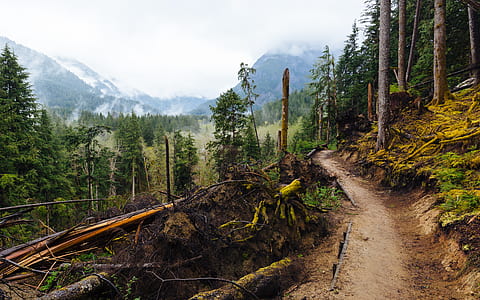brown cliff surrounded by trees thumbnail