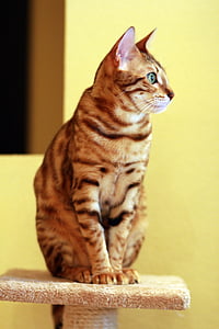 silver tabby cat on gray cat tree thumbnail