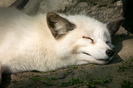 short-coated white dog thumbnail
