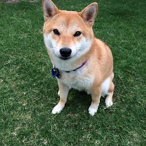 adult Shiba inu sitting on grass thumbnail