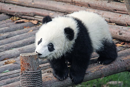 white and black panda on brown wooden surface at daytime thumbnail