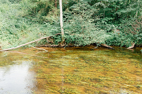 Forest river thumbnail