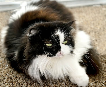 long-coated white and black cat on brown area rug thumbnail