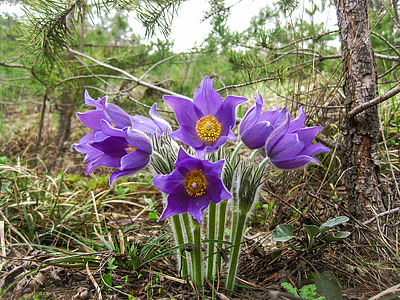purple flowers with green leaves thumbnail