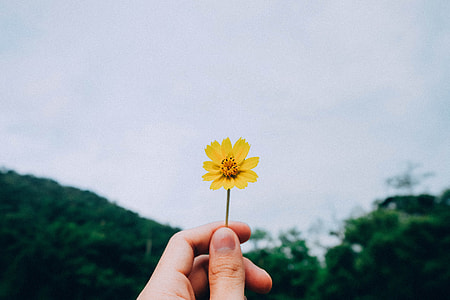 person holding yellow dandelion thumbnail