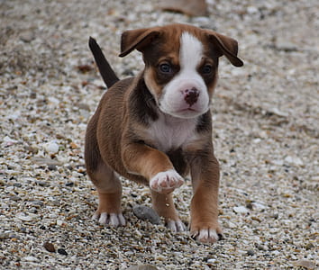 tan and white American pit bull terrier puppy on focus photo thumbnail
