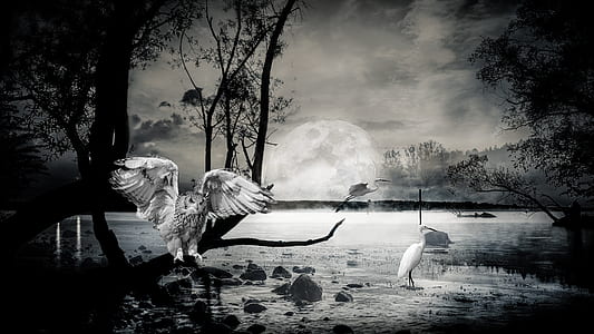 illustration birds in lake thumbnail