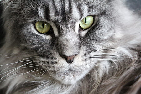 Persian cat looking fierce thumbnail