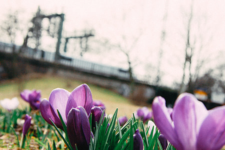 Spring crocuses thumbnail
