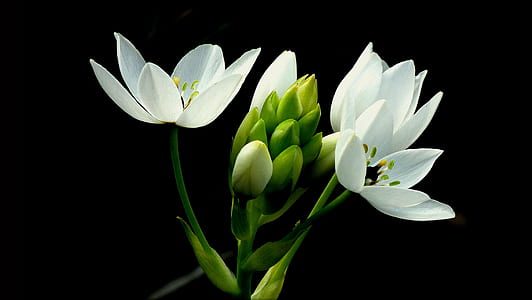 close up photography of white rain lily flowers thumbnail