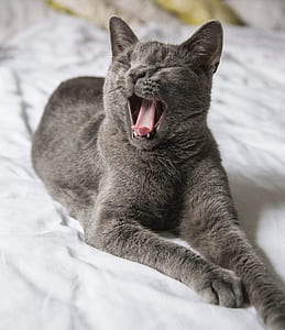 yawning cat on bed thumbnail
