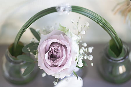 selective focus photography of purple rose in bloom thumbnail