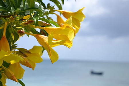yellow flowers with green leaves thumbnail