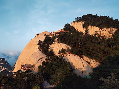 trees on mountain thumbnail