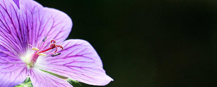 purple malva flower selective focus photography thumbnail