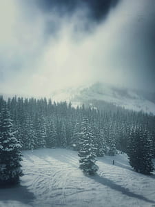 pine trees on snow ground thumbnail