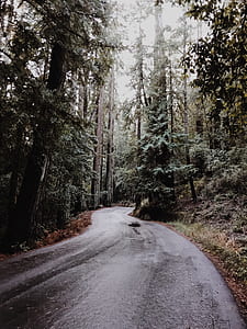 view of pathway on forest thumbnail