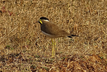 Bird, Yellow-Wattled Lapwing thumbnail
