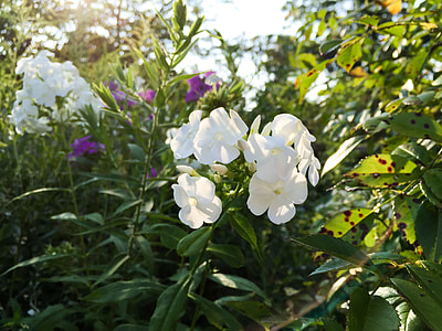 white petaled flowers during daytime thumbnail