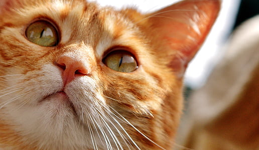 closeup photo of orange tabby cat thumbnail