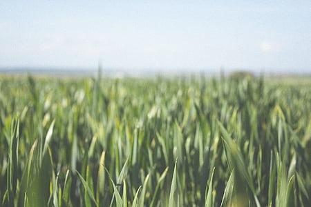 photo of green grass thumbnail