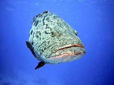 close up photo of a grey and black fish underwater photo thumbnail