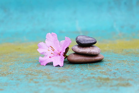 pink azalea flower near three stones thumbnail