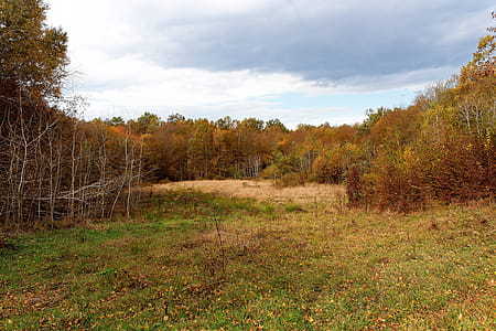 Landscape in autumn - clearing in forest thumbnail