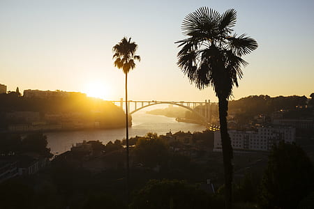 trees near bridge during golden hours thumbnail